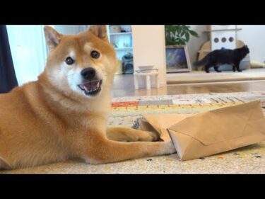 柴犬の隣で猫を褒めまくってたら‥変な事態になった。