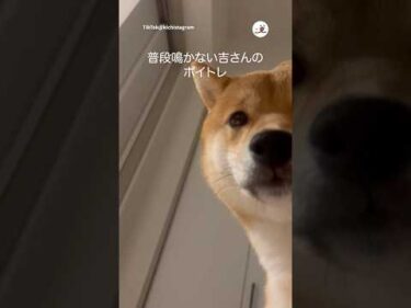 ワンコのボイストレーニング｜PECO