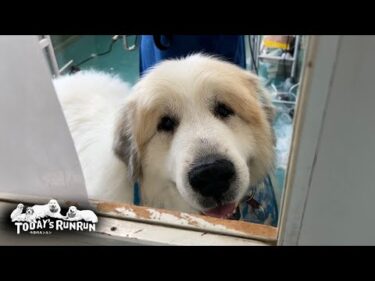 お迎えが息子（格下）でもニコニコ笑顔で嬉しそうなアランです　Great Pyrenees　グレートピレニーズ