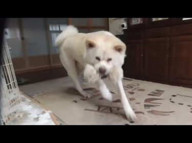 【秋田犬ゆうき】どんなに遊びで盛り上がろうと滑りやすい廊下に出るときは一時停止をする【akita dog】