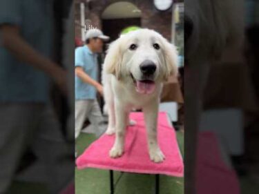 Lily リリー #greatpyrenees #todaysrunrun #グレートピレニーズ #今日のルンルン