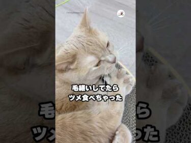 あさりの味噌汁飲んでたら砂が入ってたみたいな感じ？｜PECO