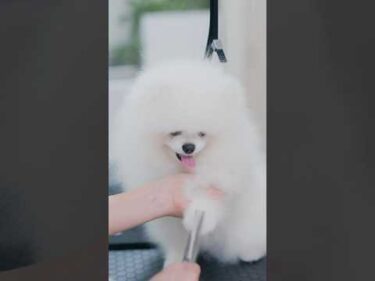 可愛すぎるキック炸裂！真っ白ポメラニアンのトリミング #asmr #shorts  #子犬 #トリミング #asmr #ヘアカット