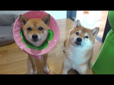 【病理検査の結果が出ました】柴犬いちごの乳腺腫瘍について。