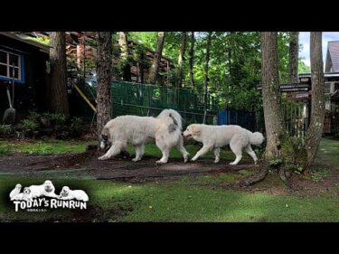 ベルの行く先々へ後をつけてずっとついていくリリーです　Great Pyrenees　グレートピレニーズ