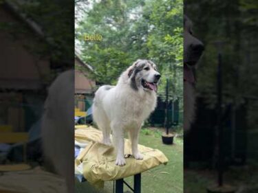 Belle ベル #greatpyrenees #todaysrunrun #グレートピレニーズ #今日のルンルン