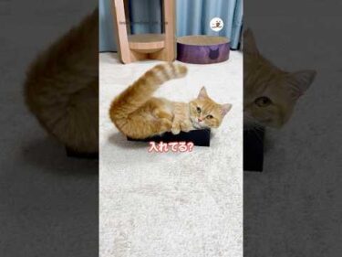 ピッタリの箱もらった｜PECO