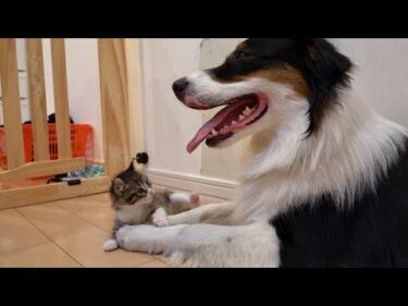 犬に遊んでアピールをするも相手にされず…明らかにしょんぼりする子猫