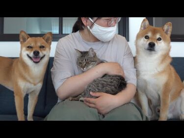 手術を乗り越えた柴犬‥猫を見る表情が母親そのものだった。