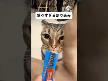 🐈「ちょっと通りますよ〜」｜PECO