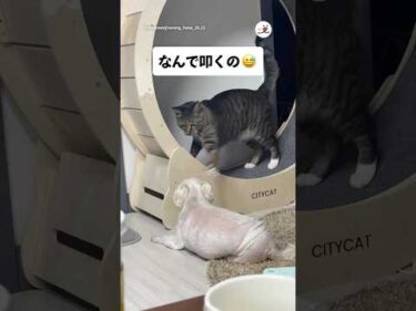 理不尽な猫パンチ｜PECO