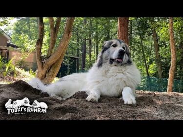 ギリギリ耐えられる暑さで外を楽しむアランとベルとリリーです　Great Pyrenees　グレートピレニーズ
