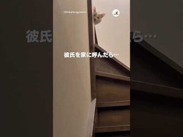 男嫌いすぎて監視してくる｜PECO