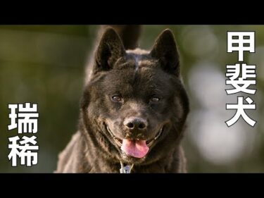【甲斐犬】瑞稀くん骨肉腫かもです