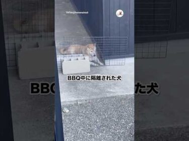 人間がBBQするために隔離された犬｜PECO