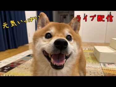 夜のライブ配信　2025年6月25日