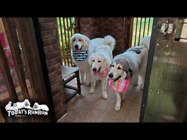 やればできる！珍しくお利口に出発したアランとベルとリリーです　Great Pyrenees　グレートピレニーズ