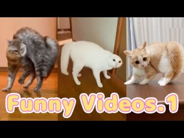 【総集編】やんのかネッコ🐱🐈｜PECO