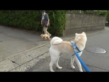 【秋田犬ゆうき】小型犬のコミュニティはとても楽しそうなので仲間に入って一緒に遊びたい【akita dog】