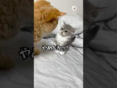 反省ゼロの子猫｜PECO