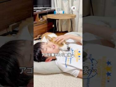 コーギーを飼うと誘惑が多い｜PECO #shorts