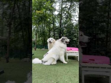 Belle ベル Lily リリー #greatpyrenees #todaysrunrun #グレートピレニーズ #今日のルンルン