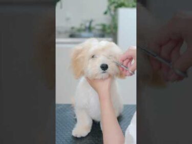 まるでスヌーピー！可愛すぎるマルプーのトリミング#asmr #shorts  #子犬 #トリミング #asmr #ヘアカット