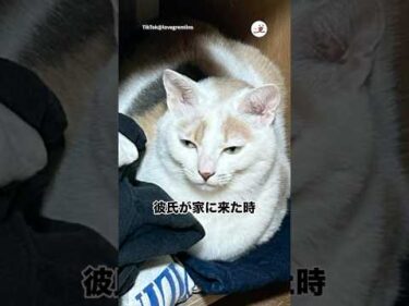 うちの猫が男嫌いすぎて…｜PECO