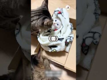 親とはぐれた子猫🐈先住猫と対面したら｜PECO
