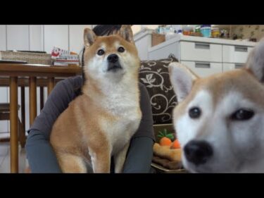 実家の柴犬の飼い主、緊急入院へ。