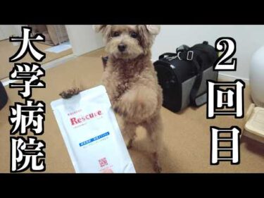 ２回目の大学病院へ行ってきました【トイプードル】