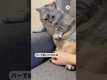 パーを見せつけ合う主と猫｜PECO