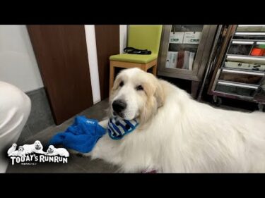 どんぐり病院さんで体を整えてもらい元気復活のアランです　Great Pyrenees　グレートピレニーズ