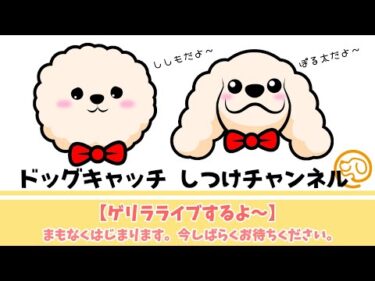 【本日 11時～】犬のしつけ相談ライブ☆ゲリラライブ