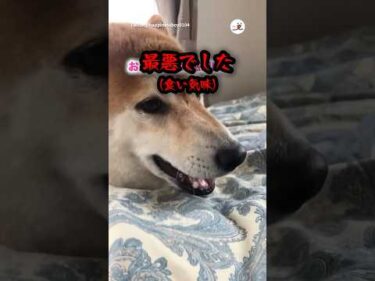 お風呂嫌いの犬にヒーローインタビュー｜PECO