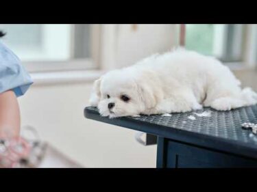 前足でイヤイヤしちゃうチワマルの子犬、初めてのトリミング