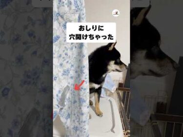 とんでもないことをしてしまった黒柴さん｜PECO