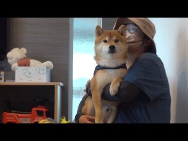 柴犬と大好きな人のお見舞いへ！すると車内で怖い出来事が。。