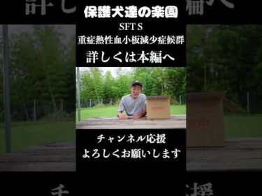【マダニの恐怖】SFTS（重症熱性血小板減少症候群）