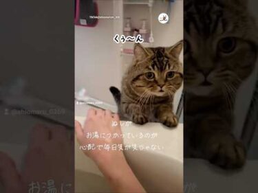 今日もお風呂の番をする心配性な猫さん｜PECO