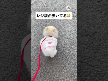 レジ袋を着こなして歩くポメ｜PECO