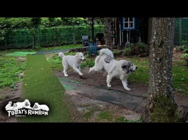 ベルの超スピードに遅れを取らずピタリとついていくリリーです　Great Pyrenees　グレートピレニーズ