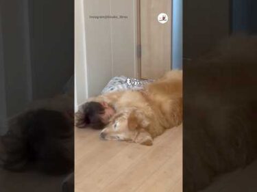 憧れの大型犬の腕マクラが可愛すぎんか｜PECO