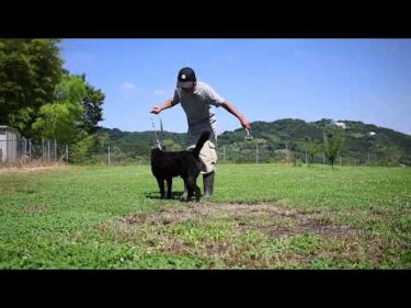 前回の動画のお詫びと訂正 甲斐犬瑞稀と施設へのご支援のお礼