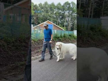 Alain アラン #greatpyrenees #todaysrunrun #グレートピレニーズ #今日のルンルン