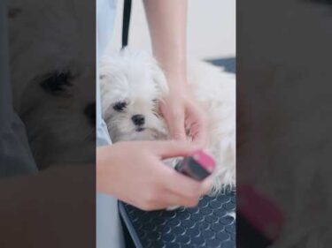 モサモサなチワマル、初めてのトリミング/ First Grooming for a Fluffy Malchi Puppy #トリミング #子犬 #asmr #puppy  #犬のいる暮らし