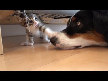 いつも優しい犬に勝負を挑んでみた、まさかの反撃にたじたじ子猫