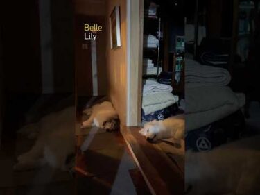 Belle ベル Lily リリー #greatpyrenees #todaysrunrun #グレートピレニーズ #今日のルンルン