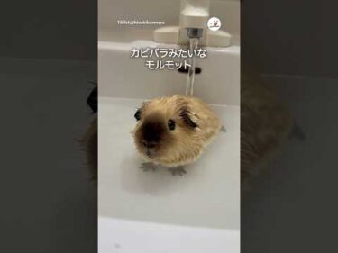 お風呂に入るモルモットさん｜PECO