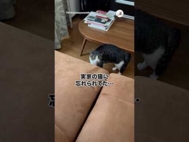 忘れられたんだが…｜PECO